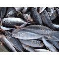 Frozen Seafrozen Horse Mackerel 25cm Up For Africa